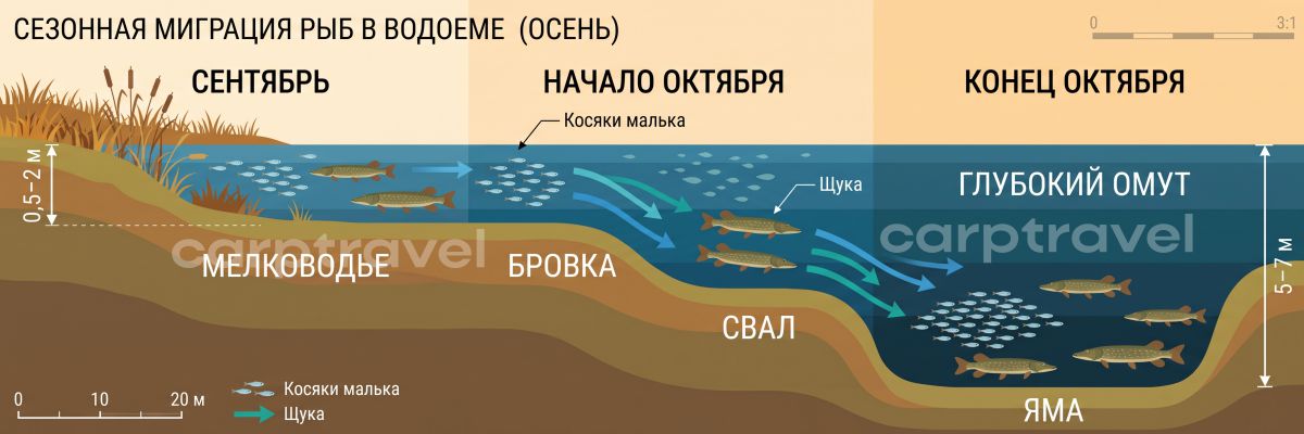 Как щука в октябре смещается с травы на бровки и в ямы вслед за мальком Как щука в октябре смещается с травы на бровки и в ямы вслед за мальком